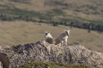 Pair of Cute Mountain Goat Kids