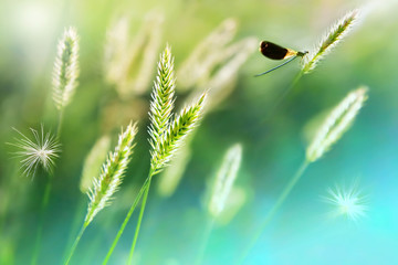Dragonfly on the grass stalk in the backlight. Summer artistic landscape. Soft focus.