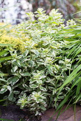 Loosestrife (Alexander) with dotted leaves in the garden. Lysimachia Punctata, bright perennial plant. Selective focus.