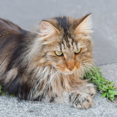 Naklejka na ściany i meble Norwegian cat sitting on the pavement in the street