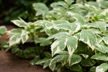 Perennial ground cover ornamental plant Aegopodium podagraria Variegata with beautiful green-white...