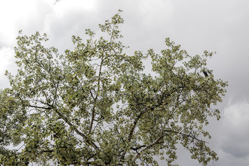 Tree lush silver green foliage on dark grey cloudy sky background