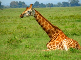 Rothschild-Giraffe