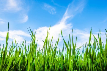 Obraz premium grass and cloudy sky