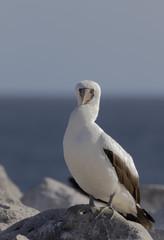 Nazca booby (Sula granti) on rock, Punta Suarez, Espanola, Galapagos Islands