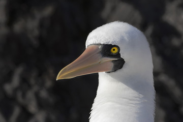 Nazca booby (Sula granti)  portrait, Punta Suarez, Espanola, Galapagos Islands