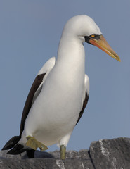 Nazca booby (Sula granti) on rock, Punta Suarez, Espanola, Galapagos Islands