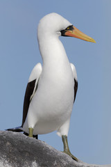 Nazca booby (Sula granti) on rock, Punta Suarez, Espanola, Galapagos Islands