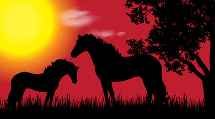 Vector silhouette of horse in nature at sunset.