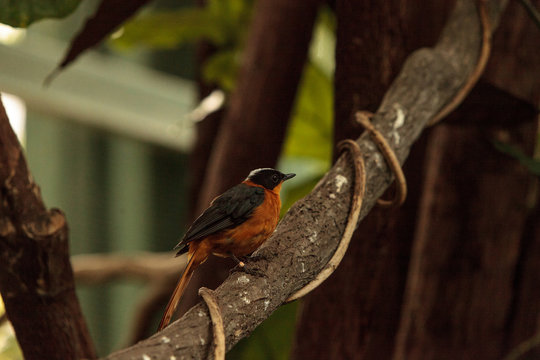 Snowy-crowned robin-chat bird Cossypha niveicapilla