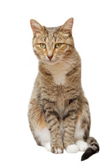 Domestic cat sits and looks straight ahead, isolated on white.