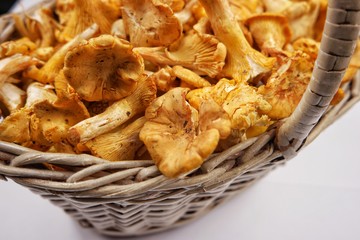 The first harvest of mushrooms in the Carpathians, chanterelles