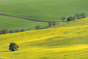 Obraz premium Yellow rapeseed field with green field and trees