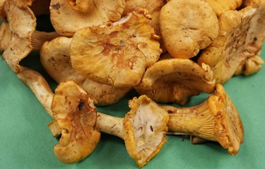The first harvest of mushrooms in the Carpathians, chanterelles