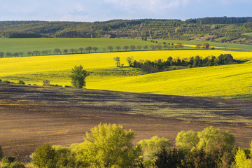 Wavy fields in the evening on South Moravia