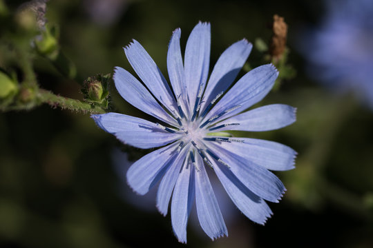 Wegwarte