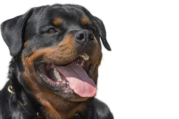 Rottweiler dog, isolated, close-up of head.