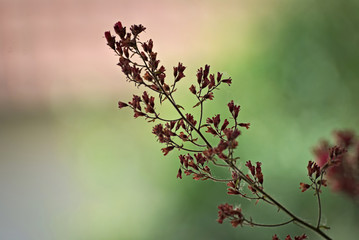 Colorful image of a bush