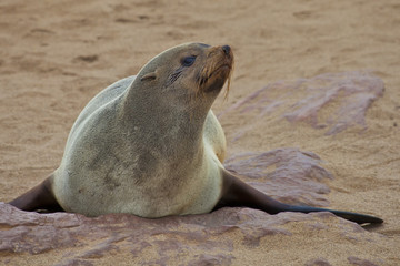 Cape Fur Seals, Cape Cross, Skeleton Coast, Namibia
