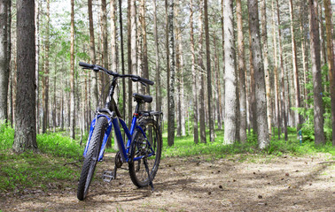 Fototapeta premium Mountain bike in the forest