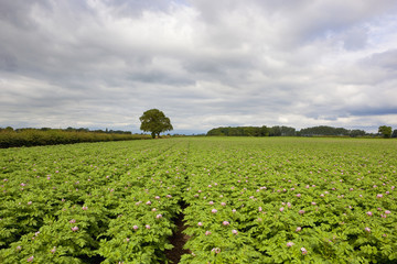 Fototapeta na wymiar flowering potato crop