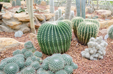 Cactus variety in the greenhouse.