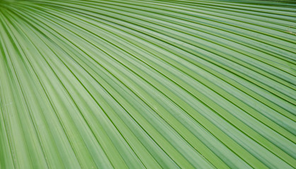 Obraz premium palm leaves used for a background