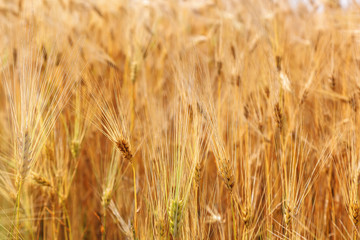 Spikes of wheat in the field on a sunny day.