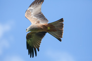 Red Kite (Milvus milvus) bird of prey in flight. Flying directly above camera. View from below.