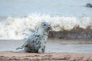 Animal camouflage. Grey seal hiding with seaweed on nose. Funny animal meme image.