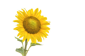 Obraz premium Sunflower isolated on white background.