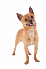 Funny dog isolated on a white background