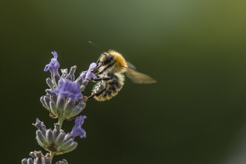 Abeilles et bourdons du Grésivaudan - Isère.