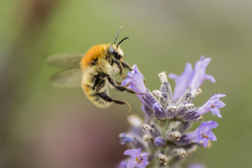 Abeilles et bourdons du Grésivaudan - Isère.