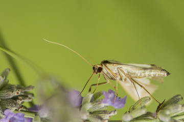 Fototapeta na wymiar Papillon de Chartreuse - Isère.