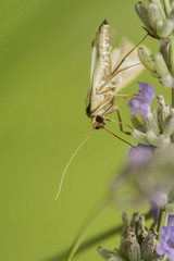Fototapeta premium Papillon de Chartreuse - Isère.
