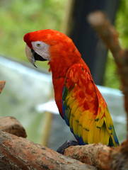 Scarlet macaw