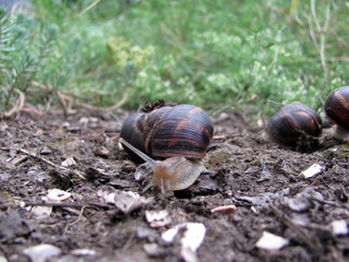 Snails creep along the ground, close-up.