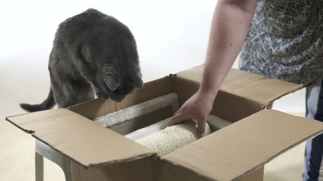 Modern furniture for cats and kittens unboxing and assembly. Man with his cat unpacks a box of new floor to ceiling cat tree condo scratcher.