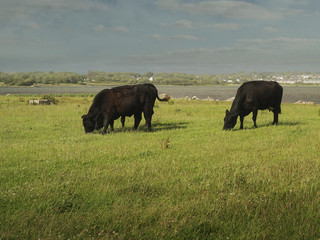 Black cows in a field small town in the background.