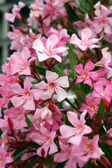 Pink flowers on a bush of oleander