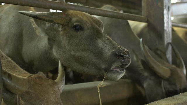 Farming Water buffalo or domestic Asian Buffalo eating hey grass in Buffalo stall - dolly footage - Phra Nakhon Si Ayutthaya Province, Thailand