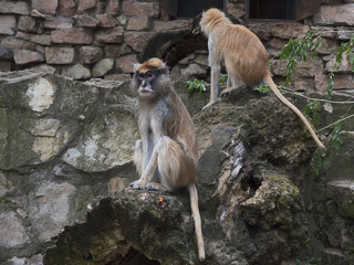 Couple of Patas monkeys.