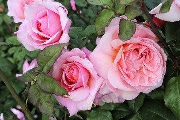 Beautiful roses in the garden after the rain. Blossoms a living natural plant.