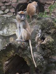 Couple of Patas monkey in zoo environment.
