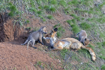 Fox in a meadow with a brood