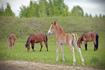 Fototapeta na wymiar the little foal in the meadow