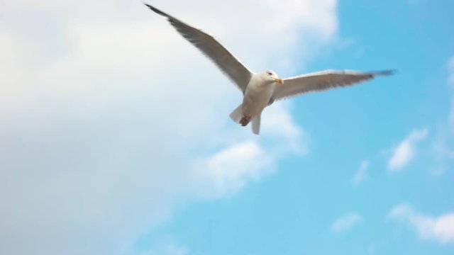 Seagull flying, slow motion. Bird on blue sky background. Spread your wings.