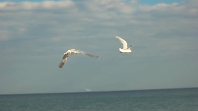 Seagull taking off. Bird on horizon background. Aspiration to freedom.