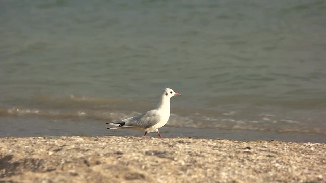 Seagull walking on the shore. Bird near the sea.